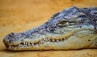 Crocodile et alligator : quelle différence ? Ici, un crocodile. © Acanthostega, Pixabay, DP