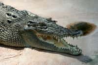 Le crocodile marin, Crocodylus porosus qui peut mesurer jusqu'à 5,5 mètres, est le plus grand des crocodiliens. Il possède également la force de morsure la plus importante. &copy; AngMoKio, Wikipédia, cc by sa 2.5