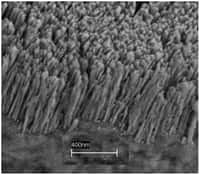 Une image prise au microspoce électronique des nanobarreaux en cuivre. Crédit : Rensselaer Inst./Koratkar