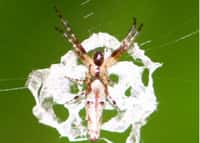 Un juvénile de Cyclosa ginnaga contre sa décoration de soie blanche imitant une déjection d'oiseau jusque dans sa taille, environ 6 mm. © Min-Hui Liu et al., Scientific Reports.