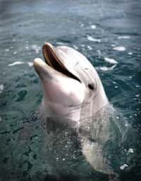 Voici Say, le dauphin&nbsp;Tursiops truncatus&nbsp;qui est resté alerte et attentif durant 360 heures, de jour comme de nuit. Cet animal&nbsp;appartient au sous-ordre des odontocètes, les cétacés à dents.&nbsp;©&nbsp;Brian Branstetter