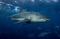 Les requins sont capables d'utiliser le champ magnétique terrestre pour se repérer. © Ryan, Adobe Stock