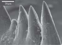 Les dents des conodontes étaient extrêmement pointues. La largeur de la pointe mesurait environ 2 microns. &copy: Jones et al. 2012, Proc. Roy. Soc. B
