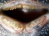 Contre toute attente, ces dents de poisson-chat sont flexibles. Les locaridés,&nbsp;connus&nbsp;pour leur ventouse&nbsp;buccale,&nbsp;correspondent à la plus grande famille&nbsp;au sein de l'ordre des siluriformes. Ils comptent&nbsp;plus de 700 espèces. ©&nbsp;Tom Geerinckx, UGent
