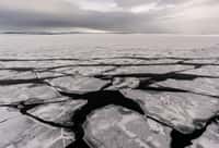 La « dernière zone de glace » est le refuge des ours polaires. Des scientifiques de la Columbia Climate School (États-Unis) préviennent qu’elle pourrait disparaître avant la fin de ce siècle. © Kirk Hewlett, Adobe Stock