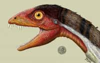 Un dinosaure dont les dents frontales sont longues et de travers a été découvert sur un site paléontologique du Nouveau-Mexique. © Jeffrey Martz