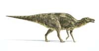 Le Maiasaura est un genre de dinosaure herbivore. Il fait partie de ceux dont les chercheurs de l’université de Yale (États-Unis) ont testé les coquilles d’œufs fossilisées afin de déterminer leur température corporelle. Celle-ci a été estimée à 44 °C soit 15 °C au-dessus de la température de l’environnement dans lequel ils évoluaient. © matis75, Adobe Stock