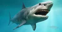 À en croire une nouvelle étude, le mégalodon aurait disparu du fond de nos mers, il y a 3,6 millions d’années environ. Sans doute simplement concurrencé par le grand requin blanc. © warpaintcobra, Fotolia
