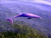 La nouvelle espèce de grand dauphin vit très près de la côte, au sud de l'Australie. © Université Macquarie