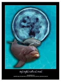 Poster (à vendre...) montrant le cymaglyphe d'un bébé dauphin appelant sa mère. © Jack Kassewitz/John Stuart Reid