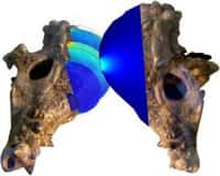 Les simulations avec éléments finis montrent que les crânes de pachycéphalosaures supportaient les collisions. Crédit : Chris Kriegner, Tetsuto Miyashita