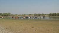 Le nord de la Namibie peut être soumis à de fortes pluies. L'eau apportée, en plus de former des lacs temporaires,&nbsp;pourrait également participer au rechargement de la nappe phréatique lorsqu'elle sera exploitée.&nbsp;© BGR