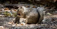 Des chercheurs de l’université du Wisconsin et de l’université de Californie (États-Unis) ont observé des écureuils terrestres de Californie (Otospermophilus beecheyi) en train de chasser et de manger des campagnols. © Sonja Wild, Université de Californie