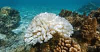 Une analyse de coraux permet à des chercheurs de Georgia Tech (États-Unis) de prouver que les épisodes El Niño sont devenus plus intenses à l’ère industrielle, ce qui aggrave les tempêtes, la sécheresse et le blanchissement des coraux au cours des années El Niño. © damedias, Adobe Stock