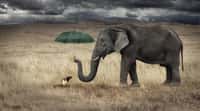 Les éléphants ont-ils réellement peur des souris ? © Ettore, Fotolia