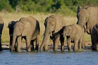 Un groupe de jeunes éléphants d'Afrique sous la surveillance d'une femelle adulte au moment de s'abreuver en communauté à la rivière. © Global Water Partnership, Flickr cc by-nc-sa 2.0