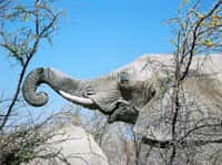 L'éléphant d'Afrique, le plus grand animal terrestre actuel ne fait pas le poids face à des fourmis voraces. © Tim et Annette