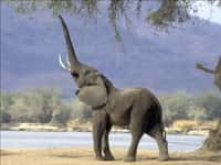 Les éléphants : de nouveaux imitateurs dans le règne animal ! © DR