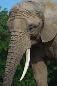 D'après des analyses génétiques, il existe deux espèces distinctes d'éléphants d'Afrique. © Marcus Obal, Wikimedia, CC by-sa 3.0