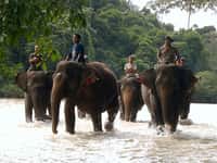 Il existe quatre sous-espèces d'éléphants d'Asie encore vivantes, et deux éteintes. &copy; egonwegh, Flickr, cc by nd 2.0