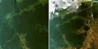 Ces deux images acquises par l'instrument Meris d'Envisat montrent la manière dont la déforestation volontaire se propage le long des voies d'accès. La scène se déroule au Brésil, juste au sud de l'Amazone dans le Mato Grosso. © Astrium GEO-Information Services