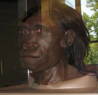 Une reconstitution de la tête d'Homo erectus, présentée au Muséum d'histoire naturelle de Washington. © Robert Goodwin, Flickr, CC by-nc-sa 2.0