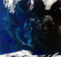 La caméra Meris d’Envisat a pris cette image du phytoplancton dans l'océan Atlantique sud le 2 décembre 2011 avec une résolution de 300 m. © Esa 
