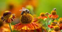 L’espérance de vie des abeilles semble avoir chuté ! © Vera Kuttelvaserova, Adobe Stock