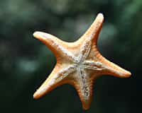 Les étoiles de mer courent un grand danger : un mal mystérieux les pousse au suicide après automutilation. Plutôt glauque comme histoire. © MikeMurphy, Wikipédia, DP