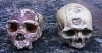 Des chercheurs de l’université nationale de Pusan (Corée du Sud) confirment aujourd’hui que les changements climatiques naturels du passé ont orienté l’évolution du genre Homo. Ici, un crâne de Neandertal et un crâne d’Homo sapiens. © procy_ab, Adobe Stock