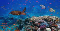 En étudiant les écosystèmes marins, des chercheurs montrent comment une perte de biodiversité peut mener à un effondrement total des écosystèmes. © vlad61_61, Adobe Stock