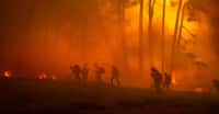 En Gironde et dans les Landes aussi cette fois, la forêt est à nouveau en feu depuis ce mardi 9 août 2022. © Patrick Ryan, Adobe Stock