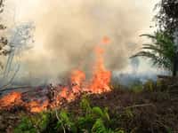 Les feux de forêts réalisés pour défricher des terrains&nbsp;auraient libéré 1.069 téragrammes (Tg) de carbone durant l'épisode&nbsp;El Niño de 1997. Seuls 21 Tg ont été émis&nbsp;en 2000, une année marquée par la survenue de La Niña. Cette photographie a été prise à&nbsp;Palangkaraya, en Indonésie, en septembre 2011. © Cifor, Flickr, CC by-nc-nd 2.0