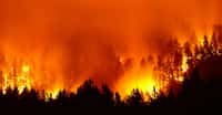 L'incendie de Oak Fire s'est développé de manière explosive. © Kirk Atkinson, Adobe Stock