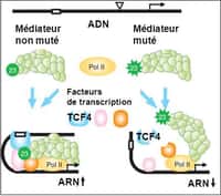 Figure 2 : dans le cas du gène JUN, la protéine MED23 mutée ne permet plus l'assemblage nécessaire à la transcription. © Inserm