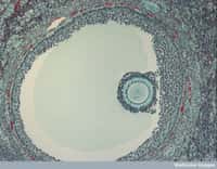 L'ovocyte est une cellule germinale qui mûrit dans un follicule, une structure fibreuse qui, entre autres, alimente l'ovocyte et le déverse pendant l'ovulation. Contrairement à ce que l'on croyait depuis les années 1950, le nombre de cellules germinales n'est pas fixe mais des cellules souches, certes minoritaires, contribuent à la formation de nouveaux ovocytes. © Wellcome Images, Flickr, cc by nc nd 2.0