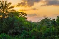 Une forêt tropicale au Libéria, Afrique de l'Ouest. © Fabian, Adobe tock