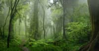 Selon les chercheurs, chaque seconde, c’est l’équivalent d’un terrain de foot de forêt tropicale humide qui disparaît. © quickshooting, Adobe Stock