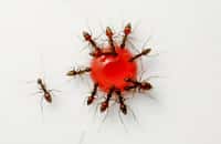 Le fait est bien connu, les fourmis aiment le sucre. La preuve en vidéo. © Raul Gonzalez