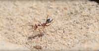 Des chercheurs ont mesuré la vitesse de course des fourmis argentées sahariennes. Ce sont les fourmis les plus rapides du monde. © Philtheanimalfriend, YouTube