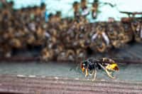 Depuis le 26 décembre 2012, le frelon asiatique (Vespas velutina) est classé dans la liste des dangers sanitaires de deuxième catégorie pour l'abeille domestique (Apis mellifera) en France. © Danel Solabarrieta, Flickr, cc by sa 2.0