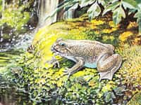 Les grenouilles plates à incubation gastrique&nbsp;Rheobatrachus silus&nbsp;mesuraient environ 5 cm de long. Leurs jeunes, quant à eux, pouvaient atteindre 1,2 cm au moment où ils quittaient l'estomac de leur mère.&nbsp;©&nbsp;Peter Schouten, projet Lazarus