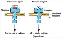 L'action des récepteurs à dépendance dans le mécanisme de l'apoptose. © Inserm/Disc