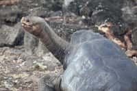 George le solitaire, la célèbre tortue géante des&nbsp;Galápagos, sera empaillé et exposé aux&nbsp;États-Unis avant de rejoindre son archipel d'origine.&nbsp;© Timkelley, Flickr, cc by nd 2.0