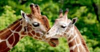 La girafe, c’est un animal emblématique. Charismatique, même. Pourtant, il a longtemps été peu étudié par les scientifiques. Mais ils commencent désormais à mieux le cerner. Et en concluent que la girafe… n’est pas si bête ! © Daniel Meunier, Adobe Stock
