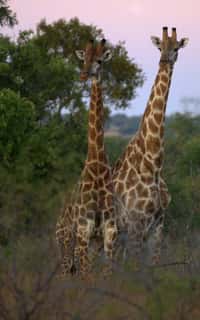 Certaines girafes atteignent 5,8 m de haut. Leur cou, même s'il est long, ne possède que sept vertèbres, comme chez la plupart des mammifères. © ParaScubaSailor, Flickr, cc by nc sa 2.0