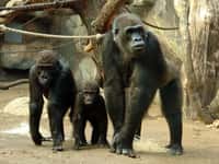 Les gorilles des plaines de l'ouest vivent en groupes composés de 1 mâle, de 5 à 7 femelles et des enfants. Quelques mâles non-dominants peuvent parfois les accompagner. © Joachim S. Müller, Flickr, CC by-nc-sa 2.0