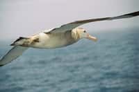 Le grand albatros a la plus grande envergure parmi tous les oiseaux, avec une moyenne de 3,10 mètres. &copy; Time Ellis, Flickr, cc by nc 2.0