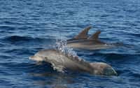 Les grands dauphins occupent toutes les zones tropicales et tempérées des océans. &copy; Chris Vees (priorité maison), Flickr, cc by nc nd 2.0