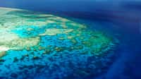 La Grande Barrière de Corail a perdu 50 % de&nbsp;ses coraux en 30 ans. © Coral_Brunner, Adobe Stock